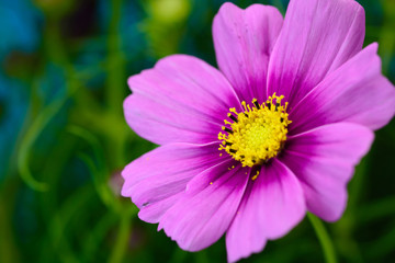 Obraz premium コスモスの花