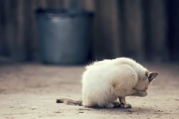 cute white kitten