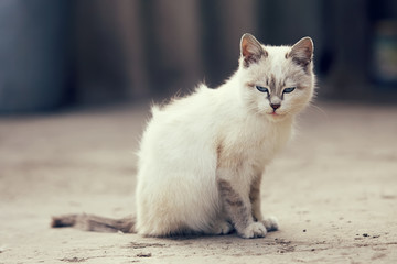 cute white cat