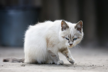 cute white kitten