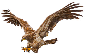 Obraz premium Eagle flying attack hand draw on white background vector illustration.