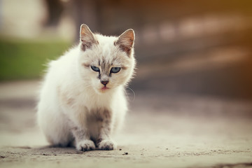 cute white kitten