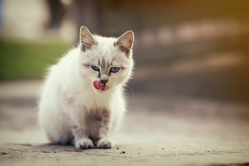 cute white kitten