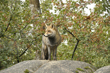 Red fox (Vulpes vulpes) resting on top of a rock in a forest