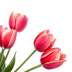 Naklejka premium Bouquet