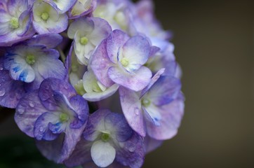 Hydrangea
