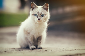 cute white kitten