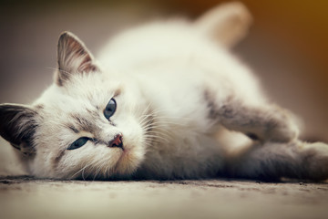 cute white kitten lying on ground