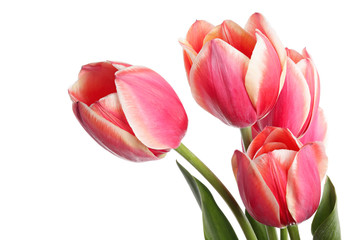 Obraz premium Duże tulipany