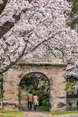 桜のアーチ＠佐賀県武雄市