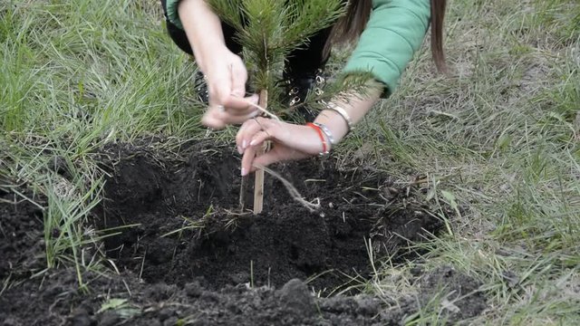 Planting pine seedlings young people.