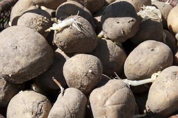 Collection of potato