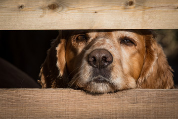 Cocker spaniel looks through fence post with wet nose - 109296768