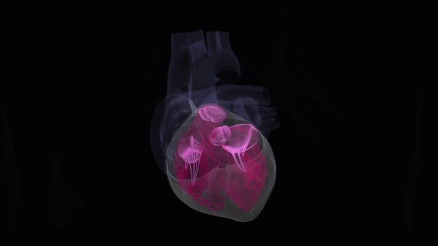 Human heart