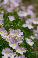 Oenothera speciosa