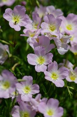 Oenothera speciosa