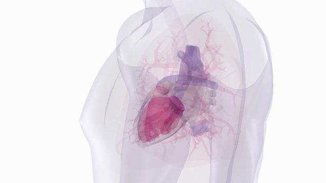 Human heart and organs