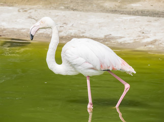 Flamingos resting on the shore of a pond
