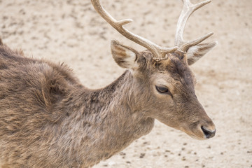 Dama dama, Fallow deer
