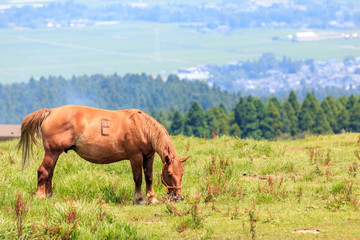 馬のポートレート