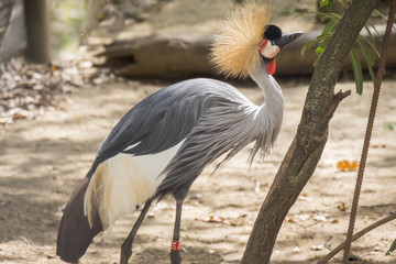 Balearica regulorum, Grey crowned crane