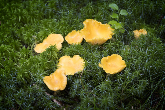 Kantareller.