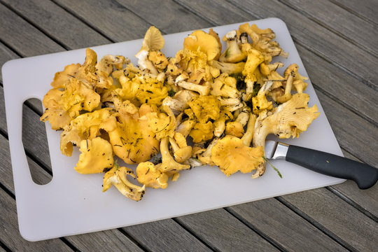 Kantareller.