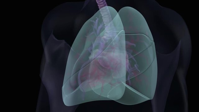 Human heart and lung