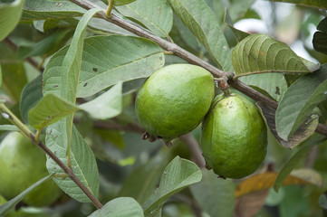 fresh guava,Thailand