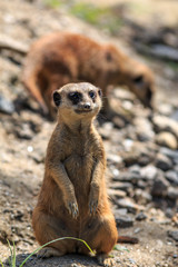 ミーアキャット