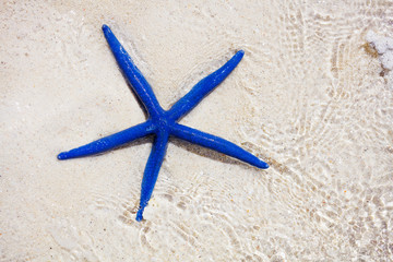 Fototapeta na wymiar Blue star fish