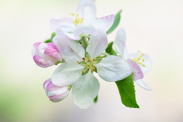 Obraz na płótnie Canvas Spring Cherry flowers blossom tree branch on Bokeh background