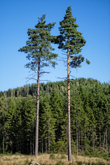Fototapeta premium Träd.