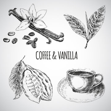 Vector hand drawn set with dessert spices. Vintage illustration. Retro collection of vanilla, cocoa, coffee beans, leaves, hot drink