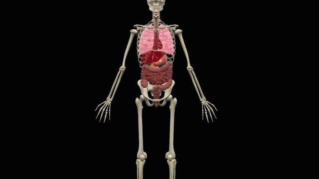 Animation of human liver and pancreas