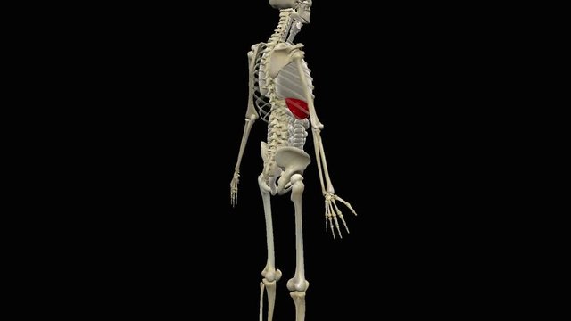 Animation of human liver