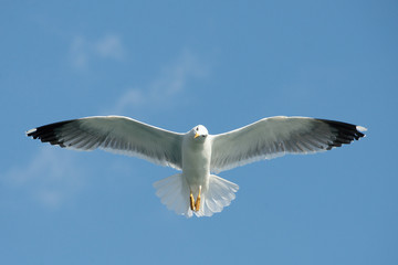 Fototapeta na wymiar Seagull flying in beautiful sky