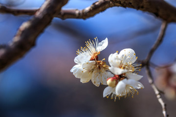梅の花