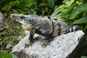 Iguana sits on the cliff near Mayan archeological site Uxmal.