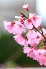 桜の花