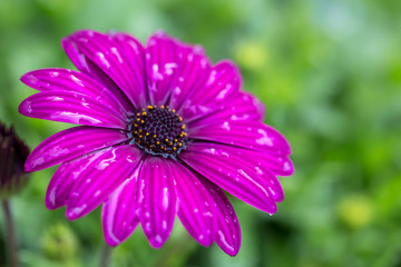 Obraz premium デイジーの花