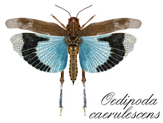 Grasshopper Oedipoda caerulescens
