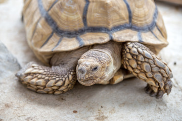 ケヅメリクガメ