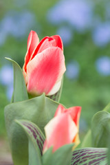 Naklejka premium チューリップの花