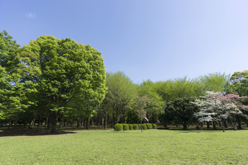 東京　代々木公園　緑と青空　春　新緑　コピースペース