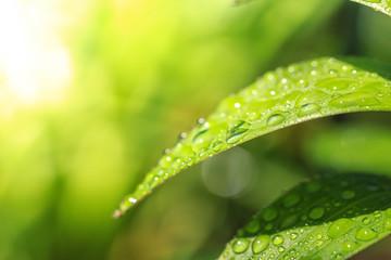 緑と水
