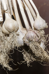 bunch of garlic with roots to drying
