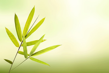 Fototapeta na wymiar Green bamboo leaf and soft light green background