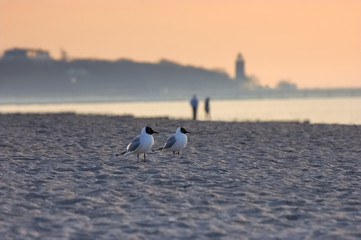 WYPOCZYNEK NA MORSKIEJ PLAŻY - MEWY I LUDZIE © Wojciech Wrzesień