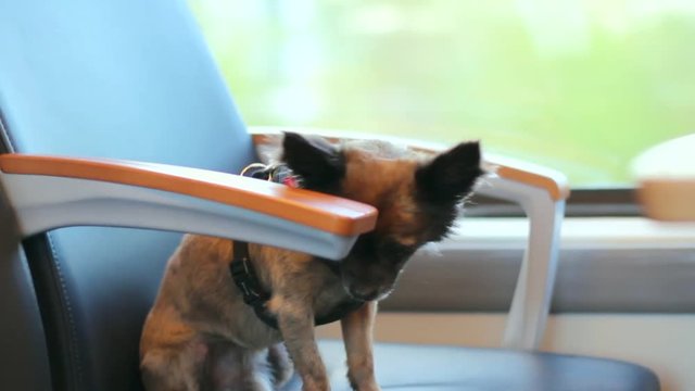 Hund im Zug